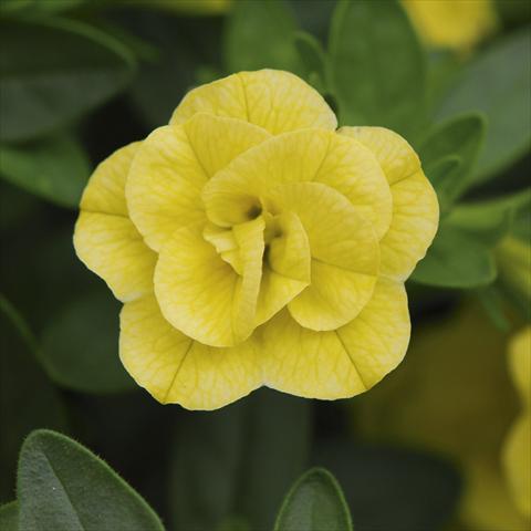 Foto de variedad de flores para ser usadas como: Maceta, planta de temporada, patio Calibrachoa MiniFamous® Double Lemon sel®