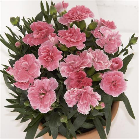 Foto de variedad de flores para ser usadas como: Maceta o Tarrina de colgar Dianthus caryophyllus SuperTrouper® Oscar Light Pink sel