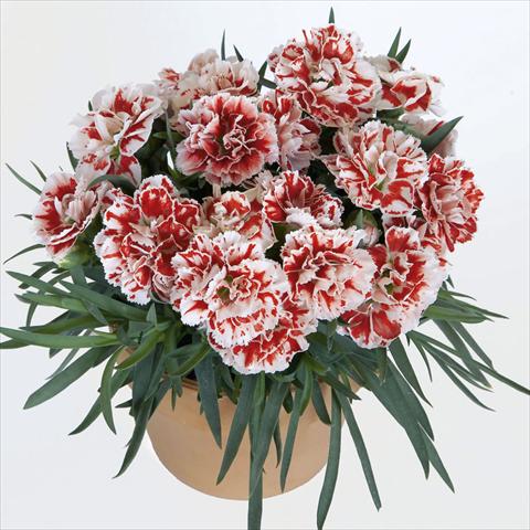 Foto de variedad de flores para ser usadas como: Maceta o Tarrina de colgar Dianthus caryophyllus SuperTrouper® Sammy sel