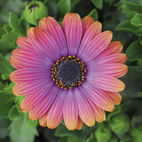 Foto de variedad de flores para ser usadas como: Maceta y planta de temporada Osteospermum FlowerPower® Deluxe sel® Copper Amethyst