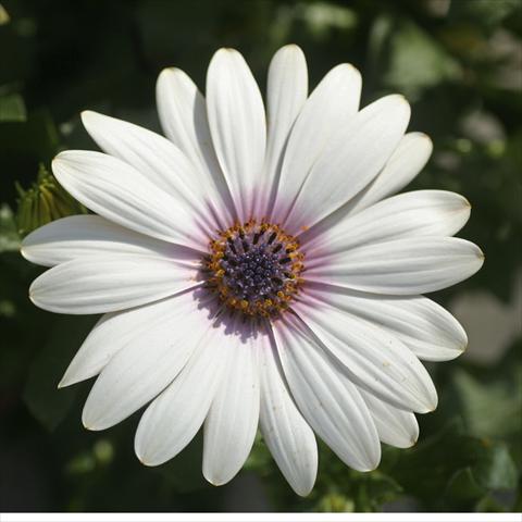 Foto de variedad de flores para ser usadas como: Maceta y planta de temporada Osteospermum FlowerPower® Deluxe sel® Milky Way