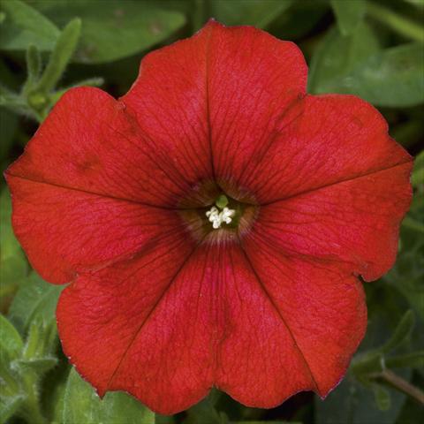 Foto de variedad de flores para ser usadas como: Maceta, planta de temporada, patio Petunia CompactFamous™ Red Fire evol sel®
