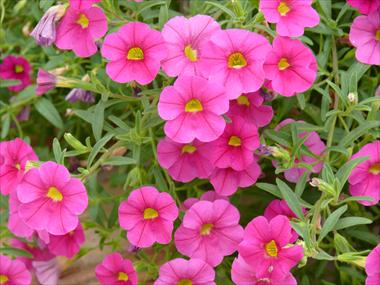 Foto de variedad de flores para ser usadas como: Tarrina de colgar / Maceta Calibrachoa Star Pink