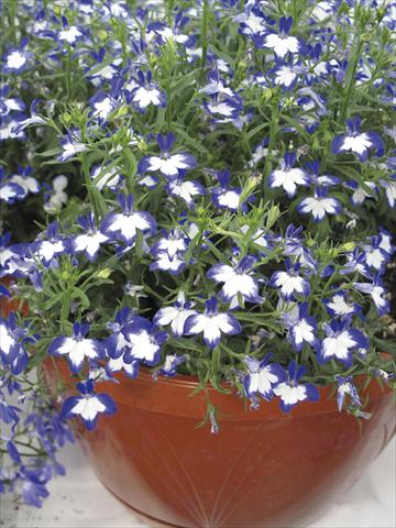 Foto de variedad de flores para ser usadas como: Maceta, planta de temporada, patio Lobelia Superstar