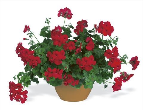 Foto de variedad de flores para ser usadas como: Planta de temporada, patio, Tarrina de colgar Pelargonium peltatum pac® Happy Face Velvet Red