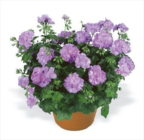 Foto de variedad de flores para ser usadas como: Planta de temporada, patio, Tarrina de colgar Pelargonium peltatum pac® Lilly