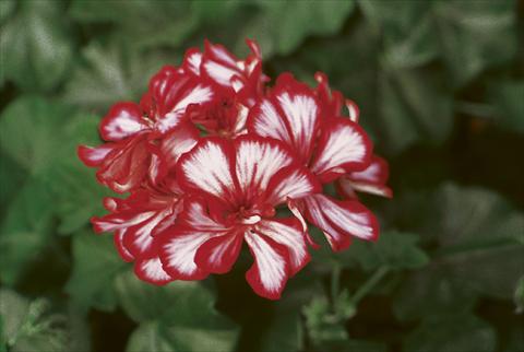 Foto de variedad de flores para ser usadas como: Planta de temporada, patio, Tarrina de colgar Pelargonium peltatum pac® Mexica Granatit