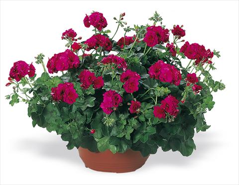 Foto de variedad de flores para ser usadas como: Planta de temporada, patio, Tarrina de colgar Pelargonium peltatum pac® Nealit Improved