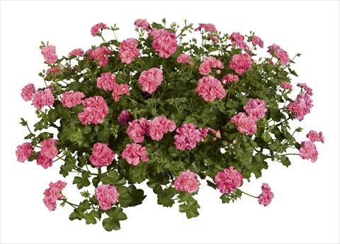 Foto de variedad de flores para ser usadas como: Planta de temporada, patio, Tarrina de colgar Pelargonium peltatum pac® Pink Sybil