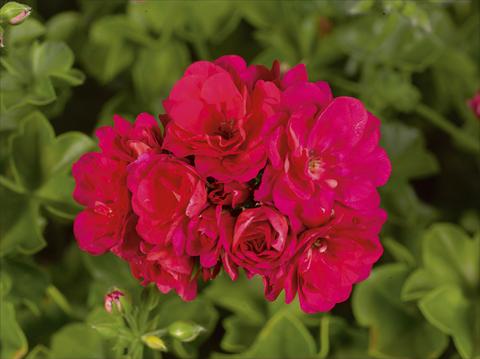 Foto de variedad de flores para ser usadas como: Planta de temporada, patio, Tarrina de colgar Pelargonium peltatum pac® Purple Sybil