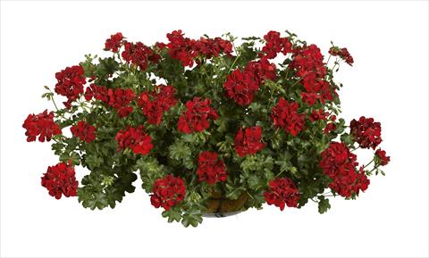 Foto de variedad de flores para ser usadas como: Maceta o Tarrina de colgar Pelargonium peltatum pac® Ruby
