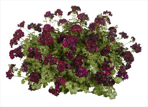 Foto de variedad de flores para ser usadas como: Maceta o Tarrina de colgar Pelargonium peltatum pac® Tommy