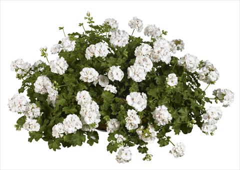 Foto de variedad de flores para ser usadas como: Planta de temporada, patio, Tarrina de colgar Pelargonium peltatum pac® White Pearl