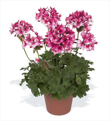 Foto de variedad de flores para ser usadas como: Maceta o Tarrina de colgar Pelargonium zonale pac® Fireworks Bicolor