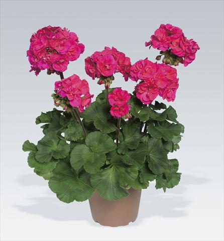Foto de variedad de flores para ser usadas como: Maceta o Tarrina de colgar Pelargonium zonale pac® Marena