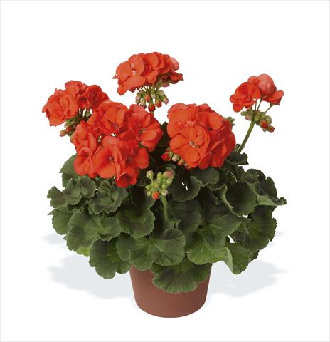 Foto de variedad de flores para ser usadas como: Maceta o Tarrina de colgar Pelargonium zonale pac® Morning Sun