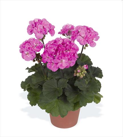 Foto de variedad de flores para ser usadas como: Maceta o Tarrina de colgar Pelargonium zonale pac® Rosana