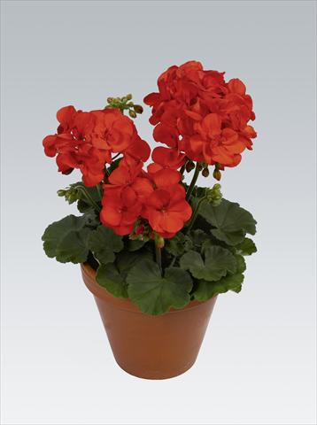 Foto de variedad de flores para ser usadas como: Maceta o Tarrina de colgar Pelargonium zonale pac® Shocking Orange