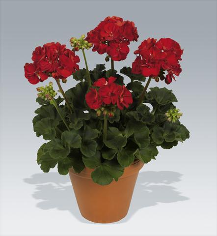 Foto de variedad de flores para ser usadas como: Maceta o Tarrina de colgar Pelargonium zonale pac® Victor improved