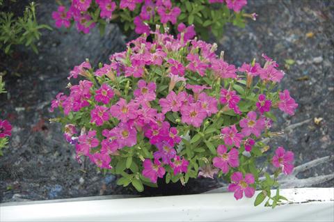 Foto de variedad de flores para ser usadas como: Maceta, planta de temporada, patio Petunia Littletunia Sweet Dark
