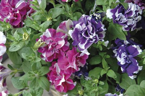 Foto de variedad de flores para ser usadas como: Maceta, planta de temporada, patio Petunia Sylvana King&Queen