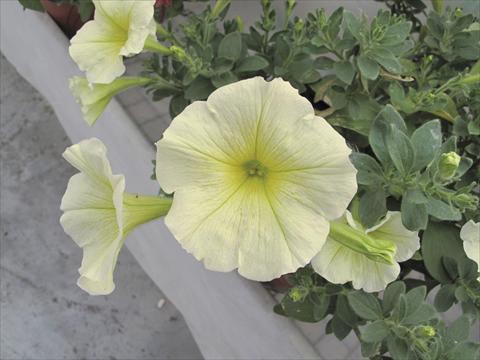 Foto de variedad de flores para ser usadas como: Maceta, planta de temporada, patio Petunia Veranda® Gialla