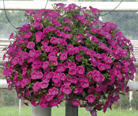 Foto de variedad de flores para ser usadas como: Maceta, planta de temporada, patio Petunia Veranda® Magenta