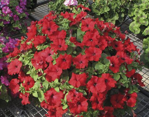 Foto de variedad de flores para ser usadas como: Maceta, planta de temporada, patio Petunia Veranda® Rossa