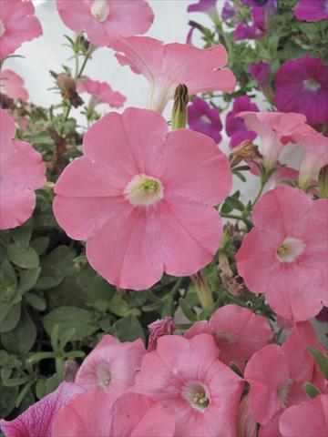 Foto de variedad de flores para ser usadas como: Maceta, planta de temporada, patio Petunia Veranda® Salmone