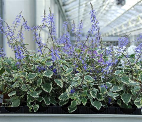 Foto de variedad de flores para ser usadas como: Maceta, planta de temporada, patio Plectranthus Plectranthus Blu