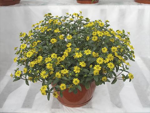 Foto de variedad de flores para ser usadas como: Maceta, planta de temporada, patio Sanvitalia Superbini