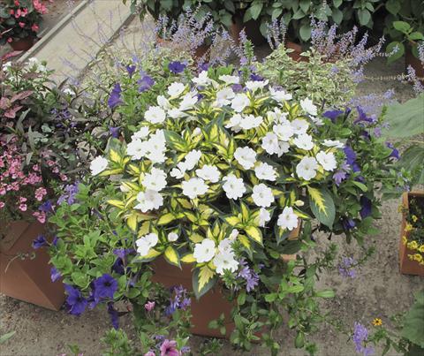 Foto de variedad de flores para ser usadas como: Maceta o cesta de trasplante Impatiens N. Guinea SunPatiens® Spreading White