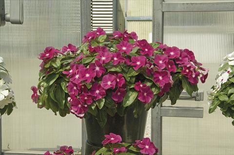 Foto de variedad de flores para ser usadas como: Maceta, planta de temporada, patio Catharanthus roseus - Vinca Boa Burgundy
