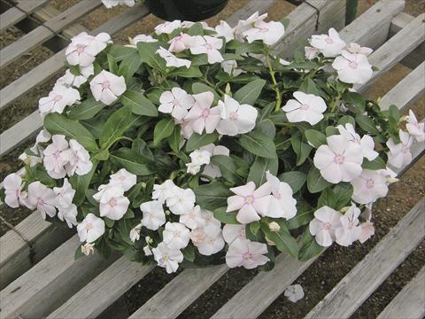 Foto de variedad de flores para ser usadas como: Maceta, planta de temporada, patio Catharanthus roseus - Vinca Boa Peach