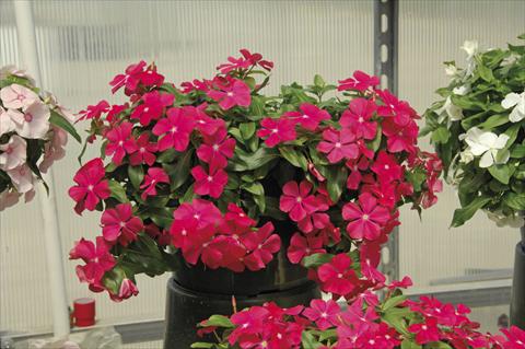 Foto de variedad de flores para ser usadas como: Maceta, planta de temporada, patio Catharanthus roseus - Vinca Boa Red with eye
