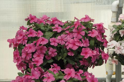 Foto de variedad de flores para ser usadas como: Maceta, planta de temporada, patio Catharanthus roseus - Vinca Boa Rose