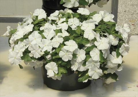 Foto de variedad de flores para ser usadas como: Maceta y planta de temporada Catharanthus roseus - Vinca Boa White