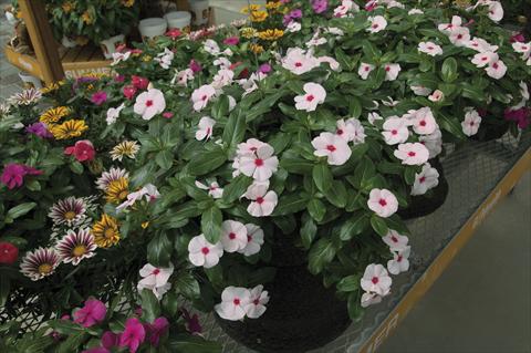 Foto de variedad de flores para ser usadas como: Maceta, planta de temporada, patio Catharanthus roseus - Vinca Cora Cascade Peach Blush