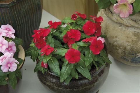 Foto de variedad de flores para ser usadas como: Maceta y planta de temporada Catharanthus roseus - Vinca Egeo F1 Deep Red