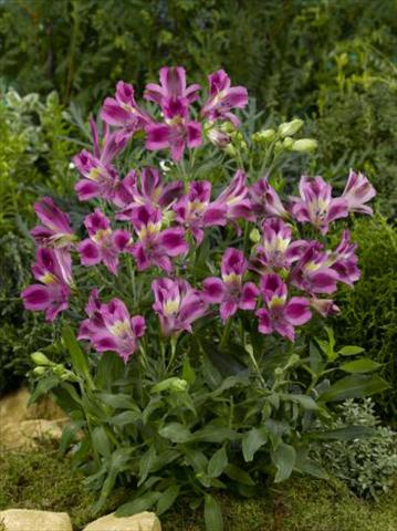 Foto de variedad de flores para ser usadas como: Maceta o Tarrina de colgar Alstroemeria Inca® Azur