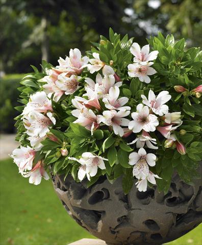 Foto de variedad de flores para ser usadas como: Maceta o Tarrina de colgar Alstroemeria Inticancha® Pink Blush
