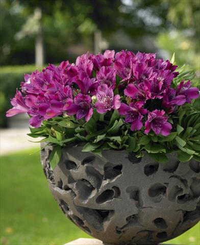 Foto de variedad de flores para ser usadas como: Maceta o Tarrina de colgar Alstroemeria Inticancha® Purple