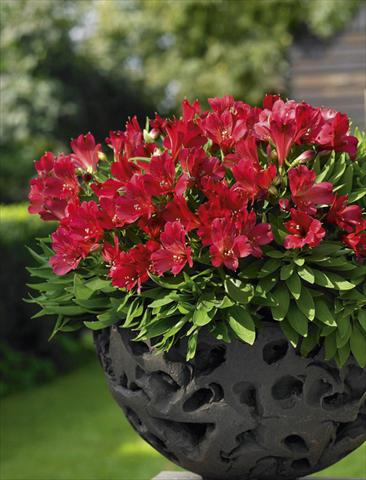 Foto de variedad de flores para ser usadas como: Maceta o Tarrina de colgar Alstroemeria Inticancha® Red