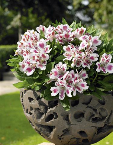 Foto de variedad de flores para ser usadas como: Maceta o Tarrina de colgar Alstroemeria Inticancha® White Pink Heart