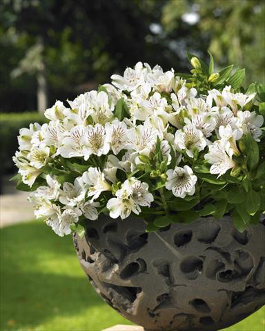 Foto de variedad de flores para ser usadas como: Maceta o Tarrina de colgar Alstroemeria Inticancha® White