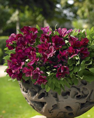 Foto de variedad de flores para ser usadas como: Maceta o Tarrina de colgar Alstroemeria Inticancha® Dark Purple