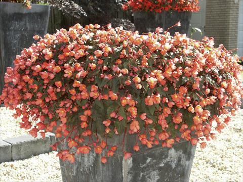 Foto de variedad de flores para ser usadas como: Maceta o cesta de trasplante Begonia hybrida Dainty Dancer Apricot