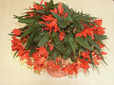 Foto de variedad de flores para ser usadas como: Maceta o cesta de trasplante Begonia hybrida Sparkler Scarlet