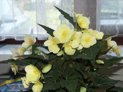Foto de variedad de flores para ser usadas como: Maceta o cesta de trasplante Begonia hybrida Yellow Desire