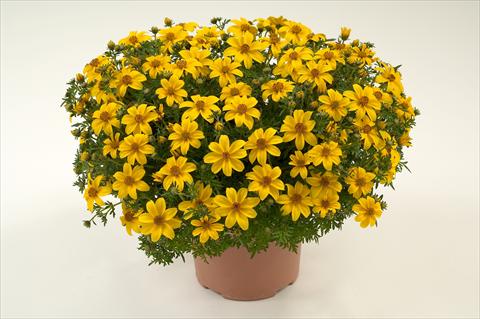 Foto de variedad de flores para ser usadas como: Maceta, planta de temporada, patio Bidens ferulifolia Yellow Charm